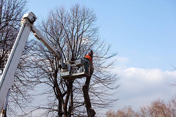 Best Tree Preservation Services  in Hopelawn, NJ